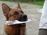 Replay Rex, chien flic - La dernière enquête de Stocki