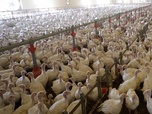 Replay 28 minutes - Usines à viande