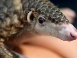 Replay Le Vietnam au chevet des pangolins - 360° Géo