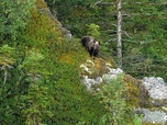 Replay Pyrénées, vivre avec l'ours - 360° Reportage