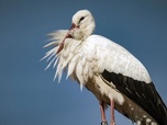 Replay Lac de Constance, le retour des oiseaux - Paradis naturels retrouvés