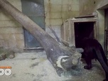 Replay Une saison au zoo - S12 E31