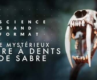 Replay Science grand format - Le mystérieux tigre à dents de sabre