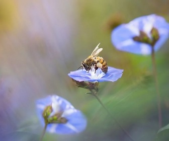 Replay 28 minutes - SOS biodiversité