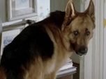 Replay Rex, chien flic - Le crime parfait