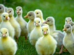 Replay Été, la grande évasion - La vie cachée des animaux de la ferme