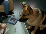 Replay Rex, chien flic