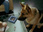 Replay Rex, chien flic