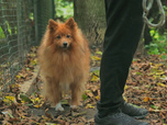 Replay Chiens et chats sans collier - Truffe froide, coeur chaud