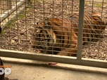 Replay Une saison au zoo - S14 E31