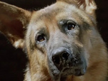 Replay Rex, chien flic - Amok