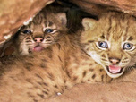 Replay La forêt des lynx
