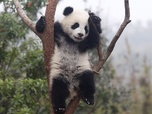 Replay Bébés animaux à croquer - Adorables pandas