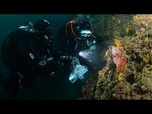 Replay Grèce : le trafic menace les colonies de corail rouge en Méditerranée