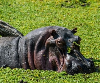 Replay L'éden des hippopotames - Zambie sauvage