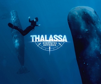 Replay Thalassa, aventures extrêmes - Polynésie, le paradis des requins