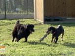 Replay Animaux à adopter - Abby, Jasmine et Olympéa