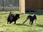 Replay Animaux à adopter