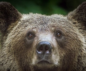Replay Un bonbon ou un sort ? - Alerte aux ours en Transylvanie