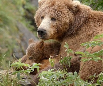 Replay Les ours bruns, colosses de l'Alaska