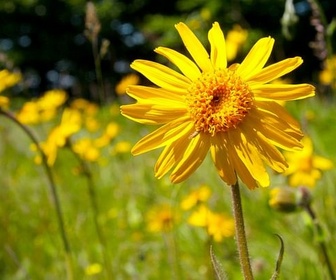 Replay Arnica, la reine des Vosges - GEO Reportage