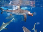Replay Pêche XXL - S5E6 - Encerclé par les requins