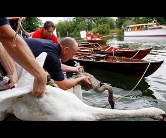 Replay Sur la Tamise, le Swan Upping protège les cygnes royaux du roi Charles III