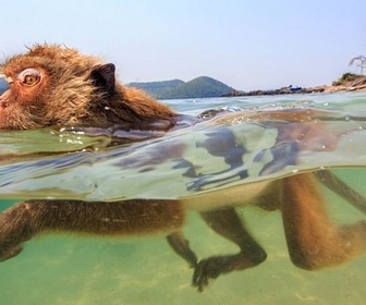 Replay Le royaume des animaux - Les singes qui voulaient voir la mer