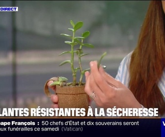 Replay Week-end première - Découvrez les sédums, ces plantes ultra-résistantes à la sécheresse