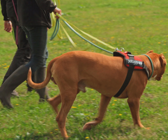Replay Chiens et chats sans collier - Oublier la peur...