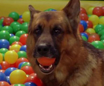 Replay Rex, chien flic - Le voyeur
