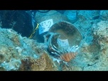 Replay L'épave la plus ancienne du monde découverte au large des côtes turques