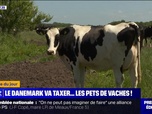 Replay L'image du jour : Le Danemark va taxer... les pets de vaches ! - 11/07