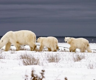 Replay Les mondes de glace - Espèces en voie d'adaptation
