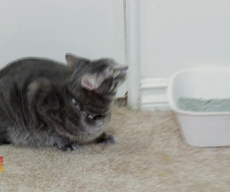 Replay Hell's cat : mon chat est un cauchemar - S5E7 - Miss Daisy harcelée