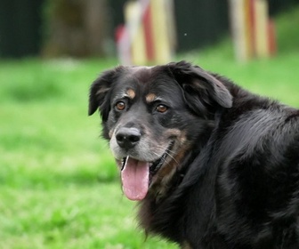 Replay Animaux à adopter - Lilipop la golden de laboratoire, Mayli la touchante setter anglaise