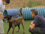 Replay Chiens et chats sans collier - Chiens de garde, chiens de vie