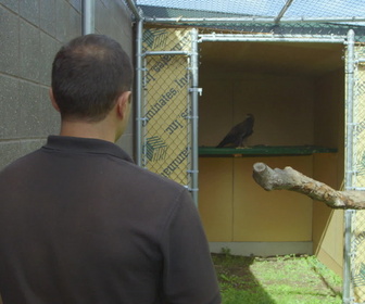 Replay Au cœur du zoo de New York - S2E8 - L'aigle a quitté le nid