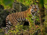 Replay Le grand retour du tigre de Sibérie