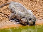 Replay Tanzanie : vie et mort autour d'un point d'eau (2/3)