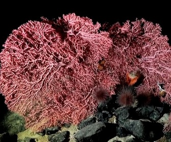 Replay ARTE Journal - Fonds marins : la guerre des abysses