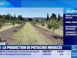 Replay Good Morning Business - Iran : la production de pistaches menacée