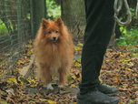 Replay Chiens et chats sans collier - Truffe froide, coeur chaud