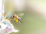 Replay Les abeilles, sentinelles de la planète