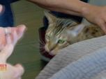 Replay Hell's cat : mon chat est un cauchemar - S5E1 - Cauchemar de parachutiste