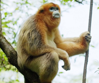 Replay Souvenirs d'un singe doré