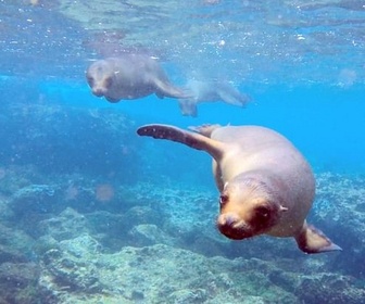 Replay Des Hautes Andes aux îles Galapagos - L'Équateur, au sommet de la biodiversité (2/2)