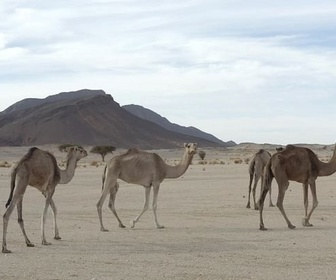Replay Algérie, le désert - Fascinant Maghreb