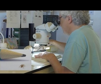 Replay Espagne : découverte d'une nouvelle espèce d'araignée minuscule