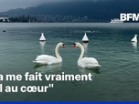 Replay ROBIN DE BFM - Les cygnes du lac d'Annecy vont-ils définitivement disparaître ?